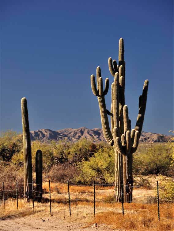 desert scene